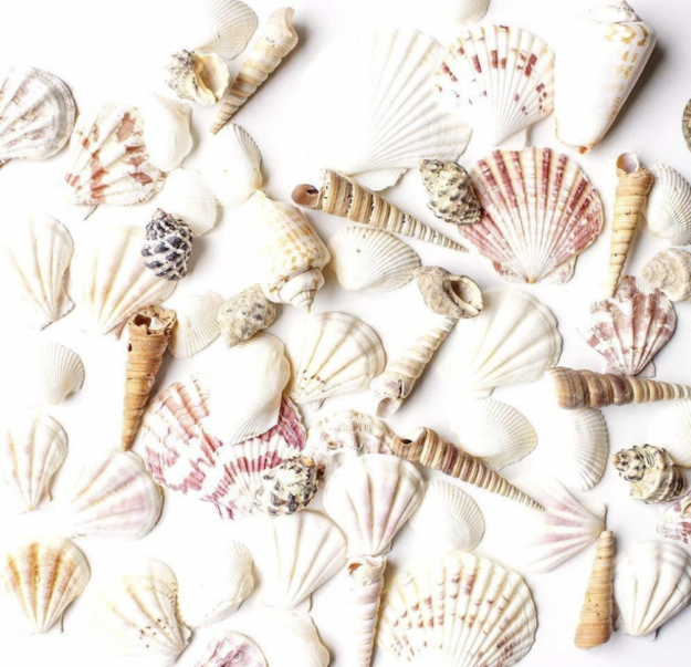 Assorted Seashells