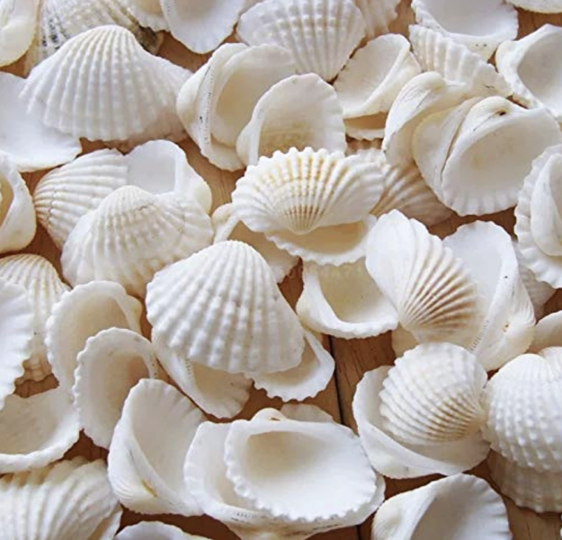 Small Tiny Sea Shells