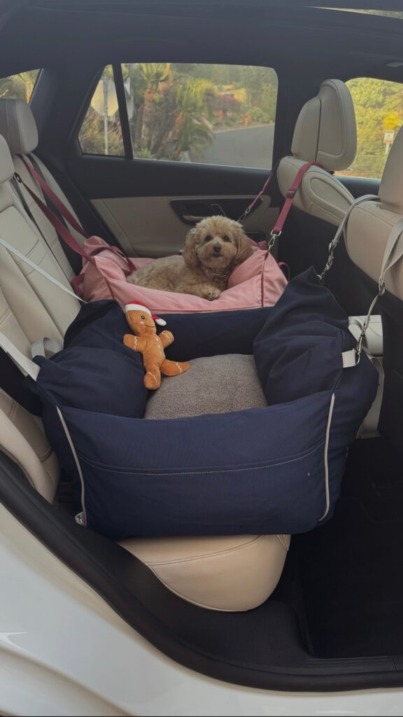 Car Travel with Dog Accessories